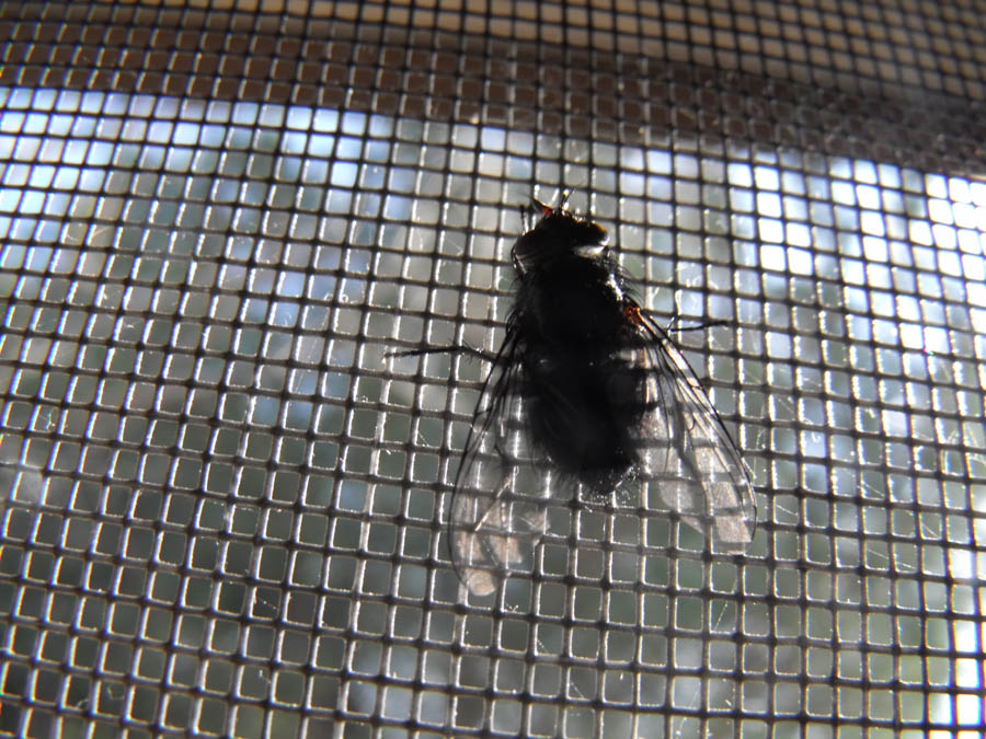 Calliphora (?) controluce